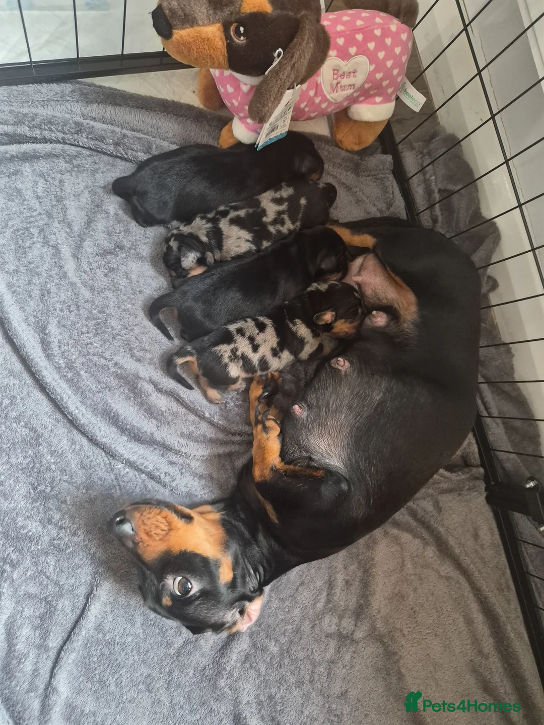 Miniature Dachshund dogs for sale: Miniture dachshund 4 stunning puppys  - Advert 1