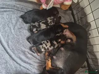 Miniature Dachshund dogs Miniture dachshund 4 stunning puppys - Advert 1