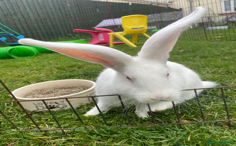 Continental Giant rabbits for sale - Advert 2