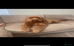 Cockapoo dogs for sale: Cockapoo - Image 19
