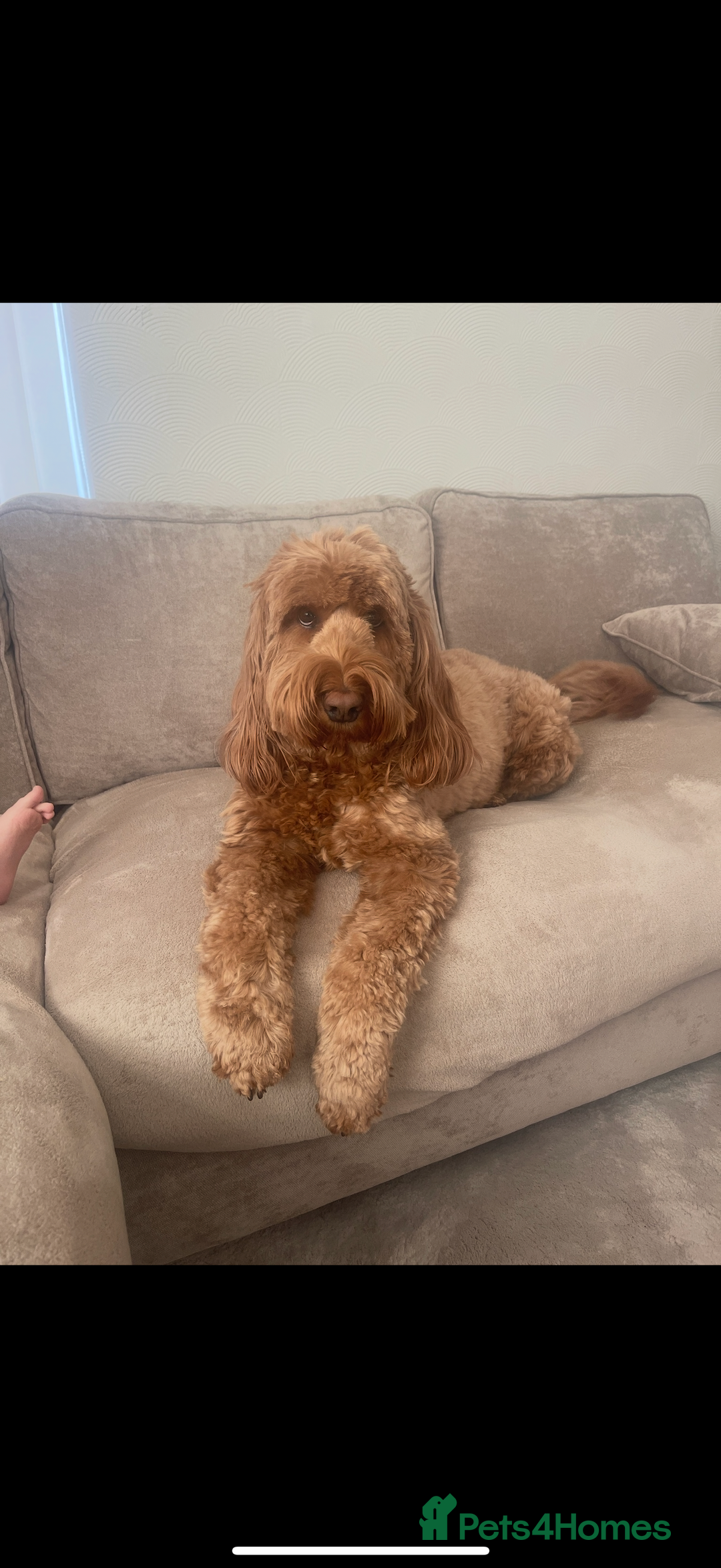Cockapoo dogs for sale: Cockapoo - Image 19