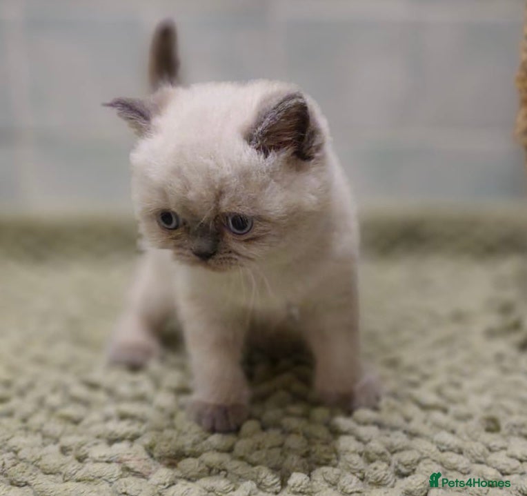 Persian cats Incredible exotic Persian kittens - Advert 16