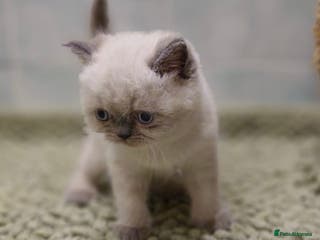 Persian cats Incredible exotic Persian kittens - Advert 16