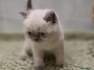 Persian cats Incredible exotic Persian kittens - Advert 11