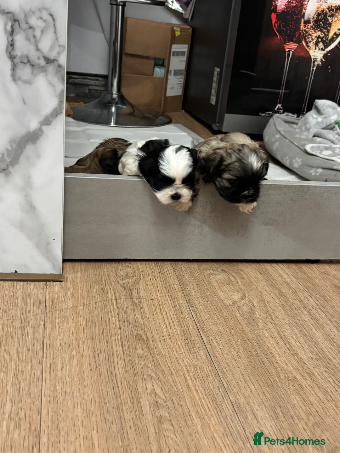 Shih Tzu dogs for sale: 💖 Imperial Shih Tzu Puppies 2 boys and 2 girls - Advert 11