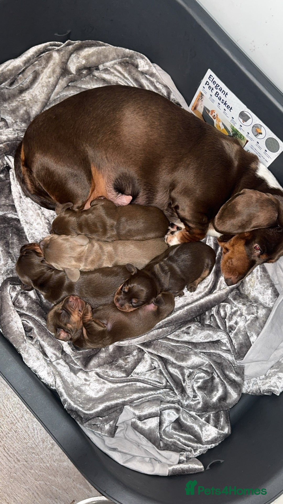 Miniature Dachshund dogs for sale: stunning KC miniature dachshunds  - Image 17