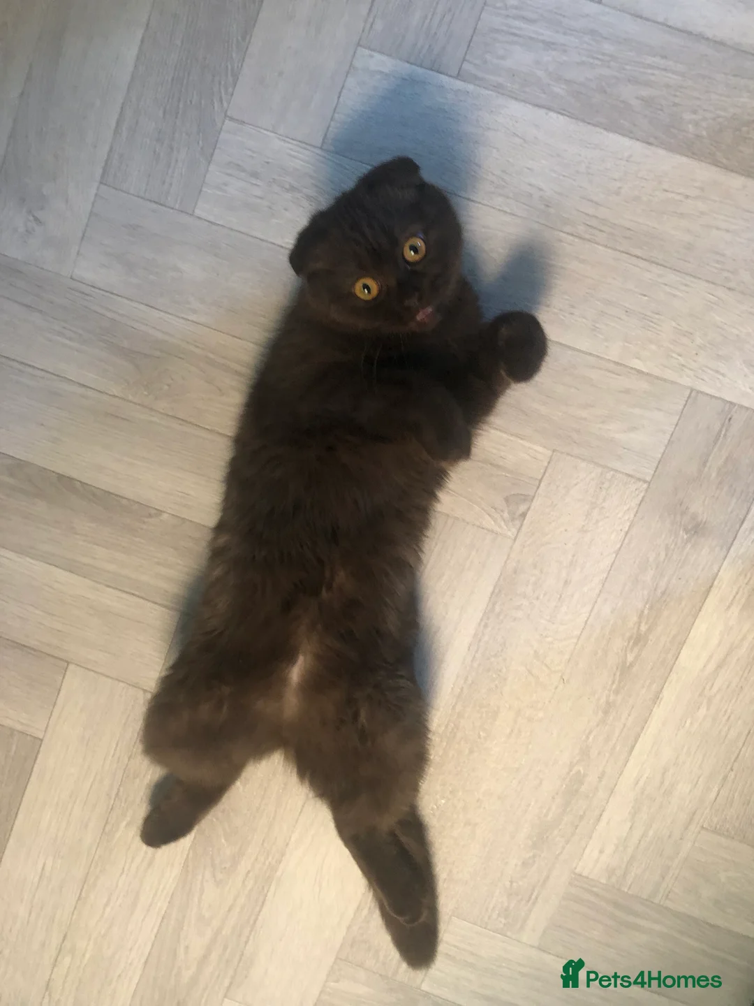 Scottish Fold cats for sale: 🐾 Rare Chocolate Beauty in Edinburgh 🏡 - Advert 24