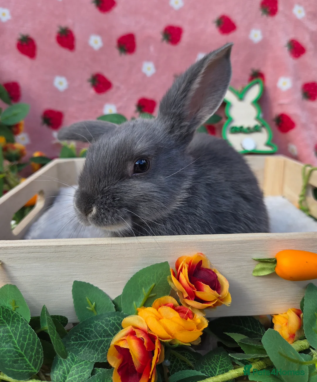 Mini Lop rabbits for sale: Mini lop smokey bkue grey otter in Manchester - Advert 10