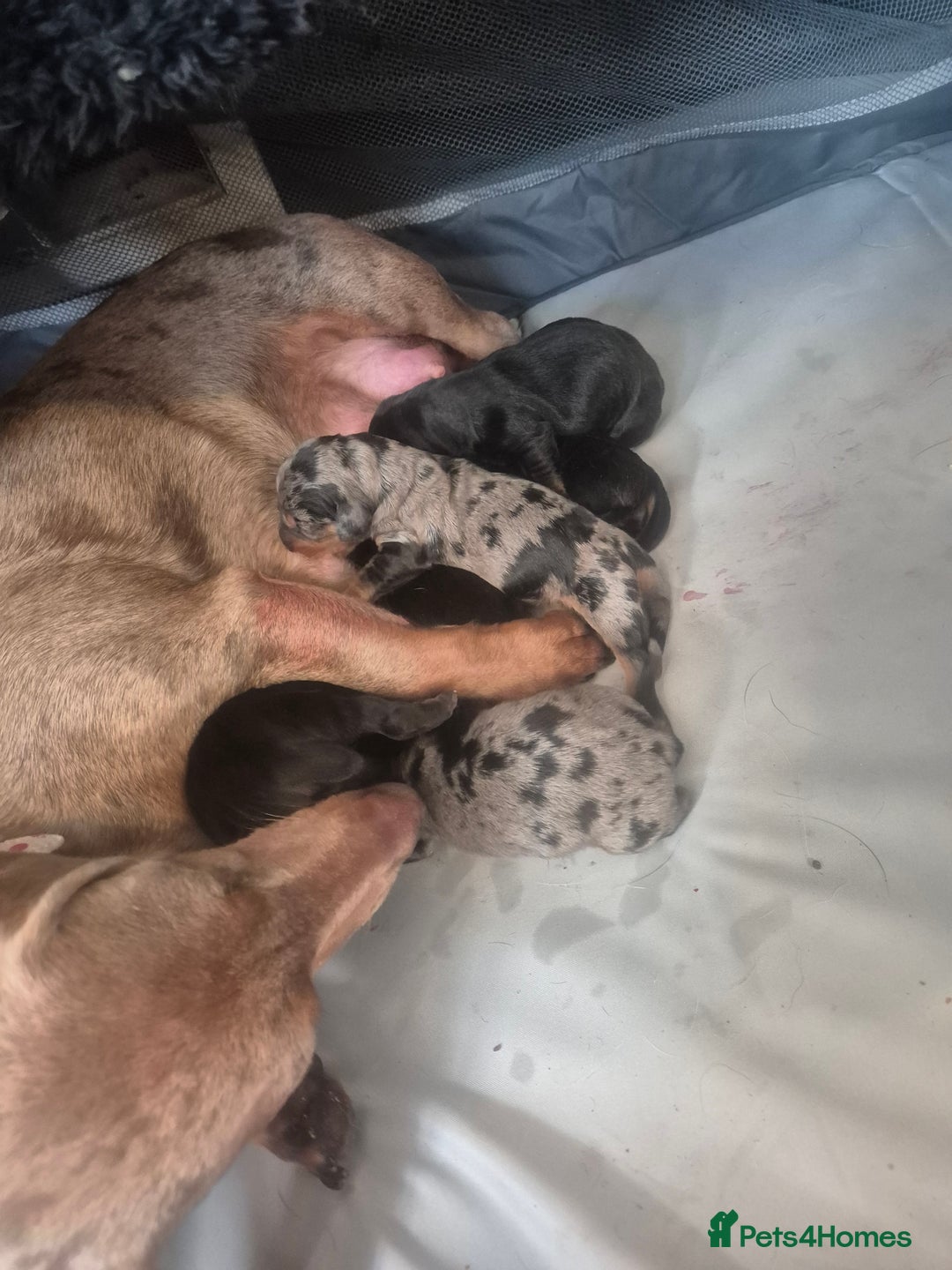 Dachshund dogs for sale: Dachshund Puppies  - Image 5