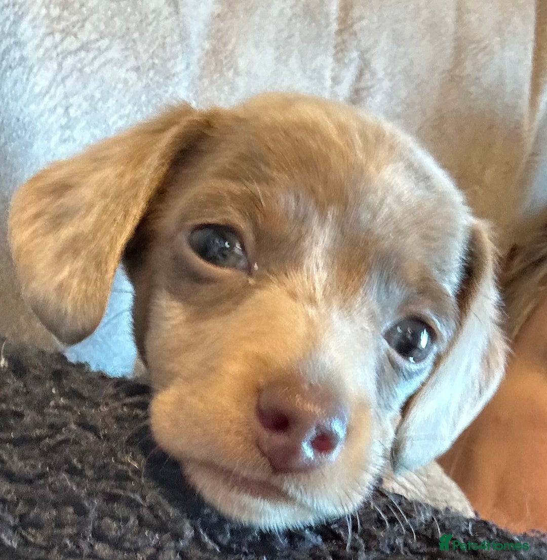 Miniature Dachshund dogs for sale: Dapple Mini Dachshund pup - Advert 7