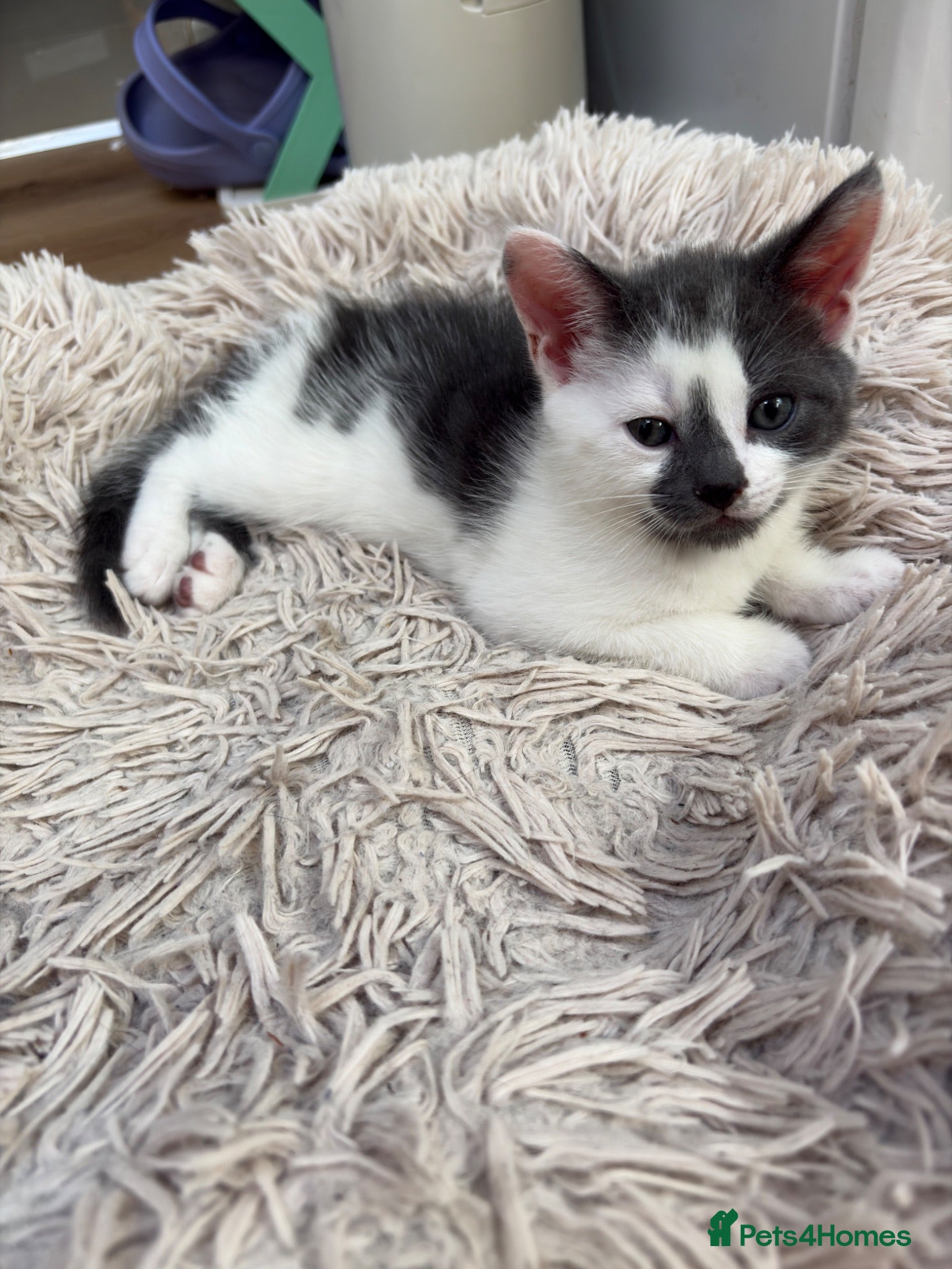 Mixed Breed cats Kittens for sale  - Advert 1
