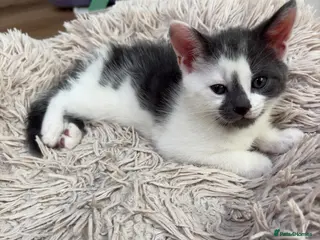 Mixed Breed cats Kittens for sale - Advert 1