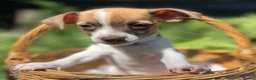 Jack Russell dogs for sale: Adorable mini Jack Russell babies  - Advert 22