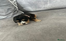 Cocker Spaniel dogs for sale: ✨show type cocker spaniel ✨ - Image 19