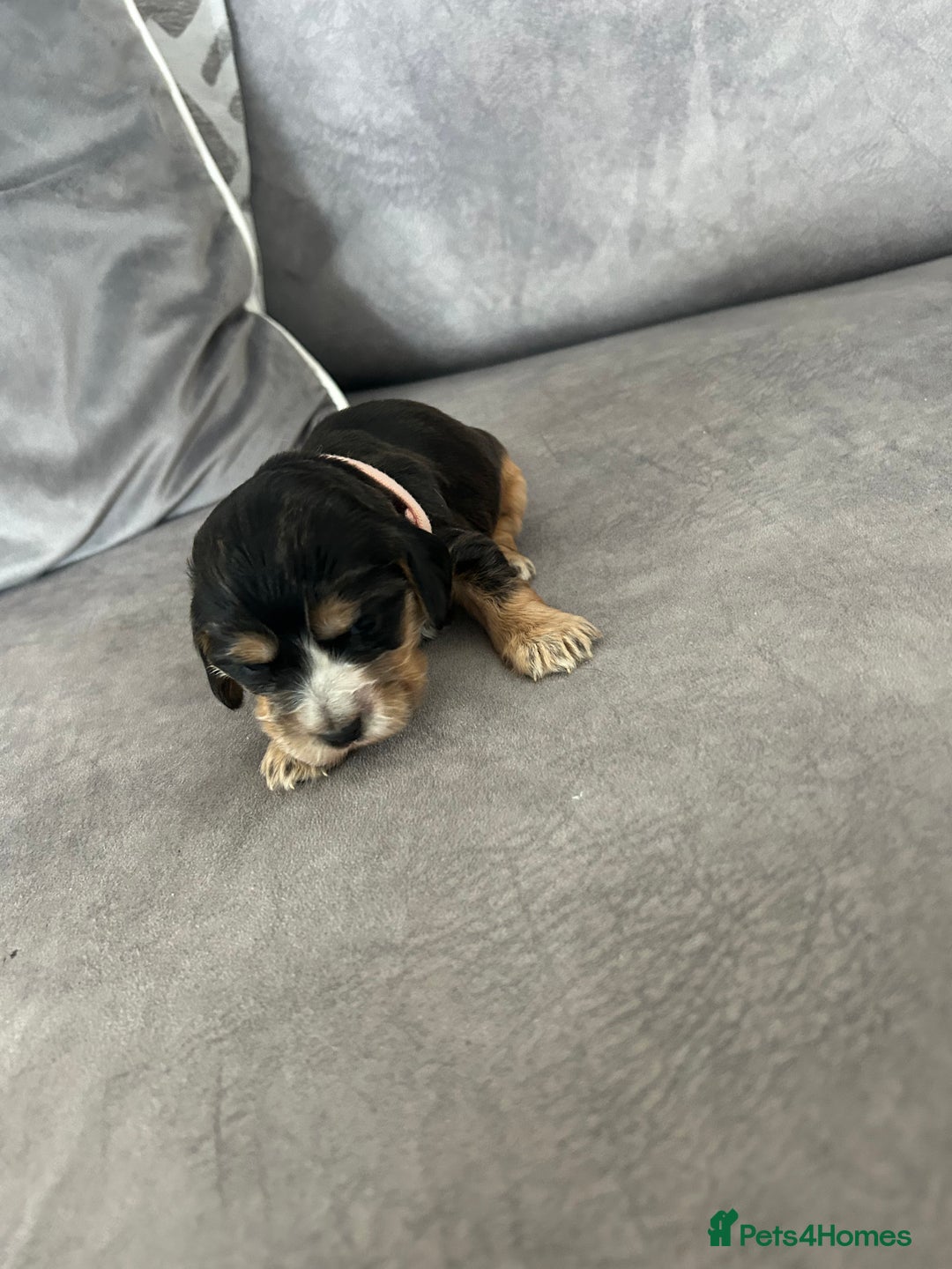 Cocker Spaniel dogs for sale: ✨show type cocker spaniel ✨ - Image 19