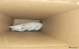Mixed Breed cats for sale: Kittens - Image 2