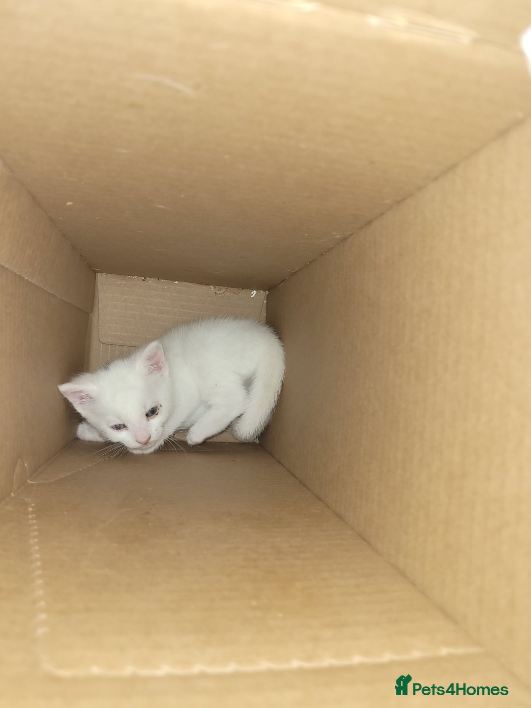Mixed Breed cats for sale: Kittens - Image 2