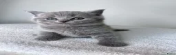 British Shorthair cats for sale: Beautiful Purebred Blue British Shorthair Kittens  in Dundee - Advert 6