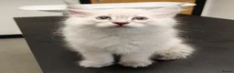 Siberian cats for sale: Sibirian Neva Masquerade kittens  - Advert 3