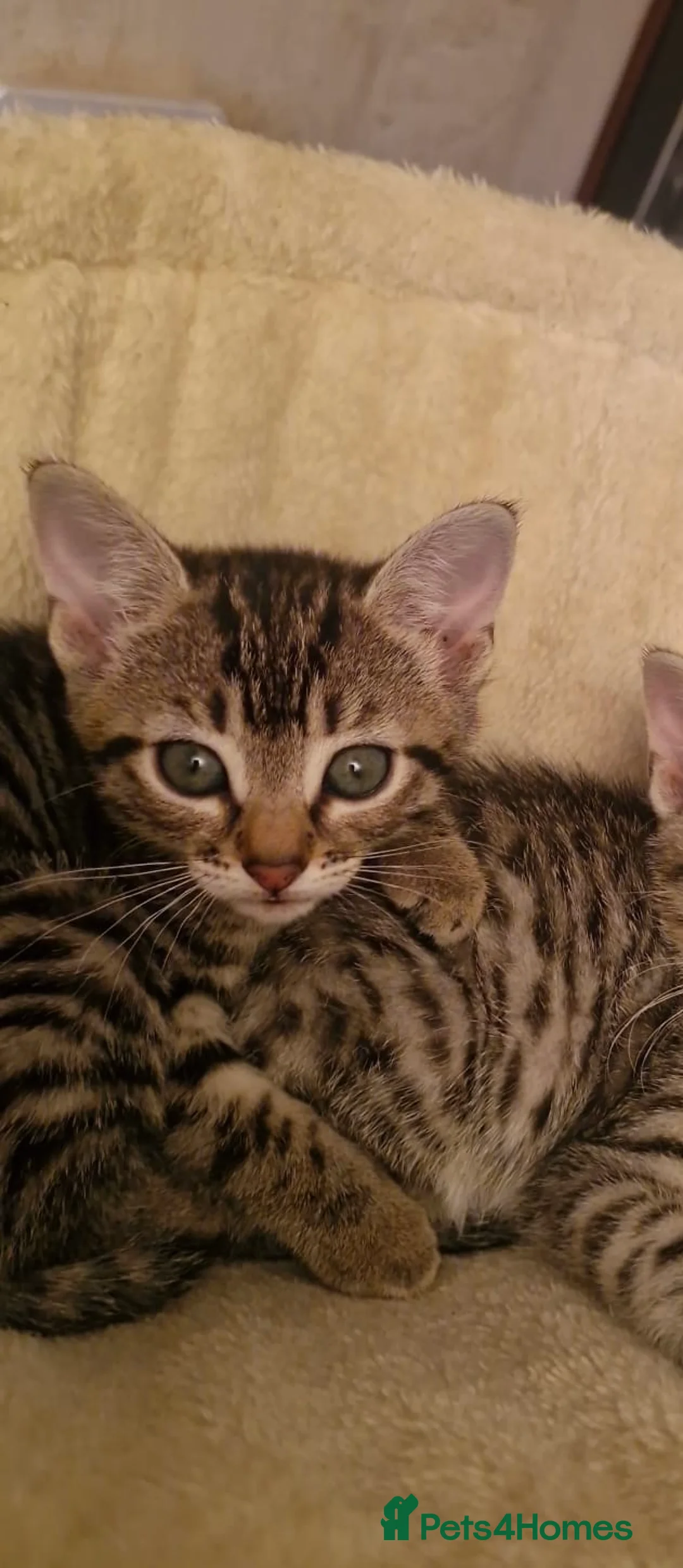 Mixed Breed cats for sale: Two kittens left  - Advert 2