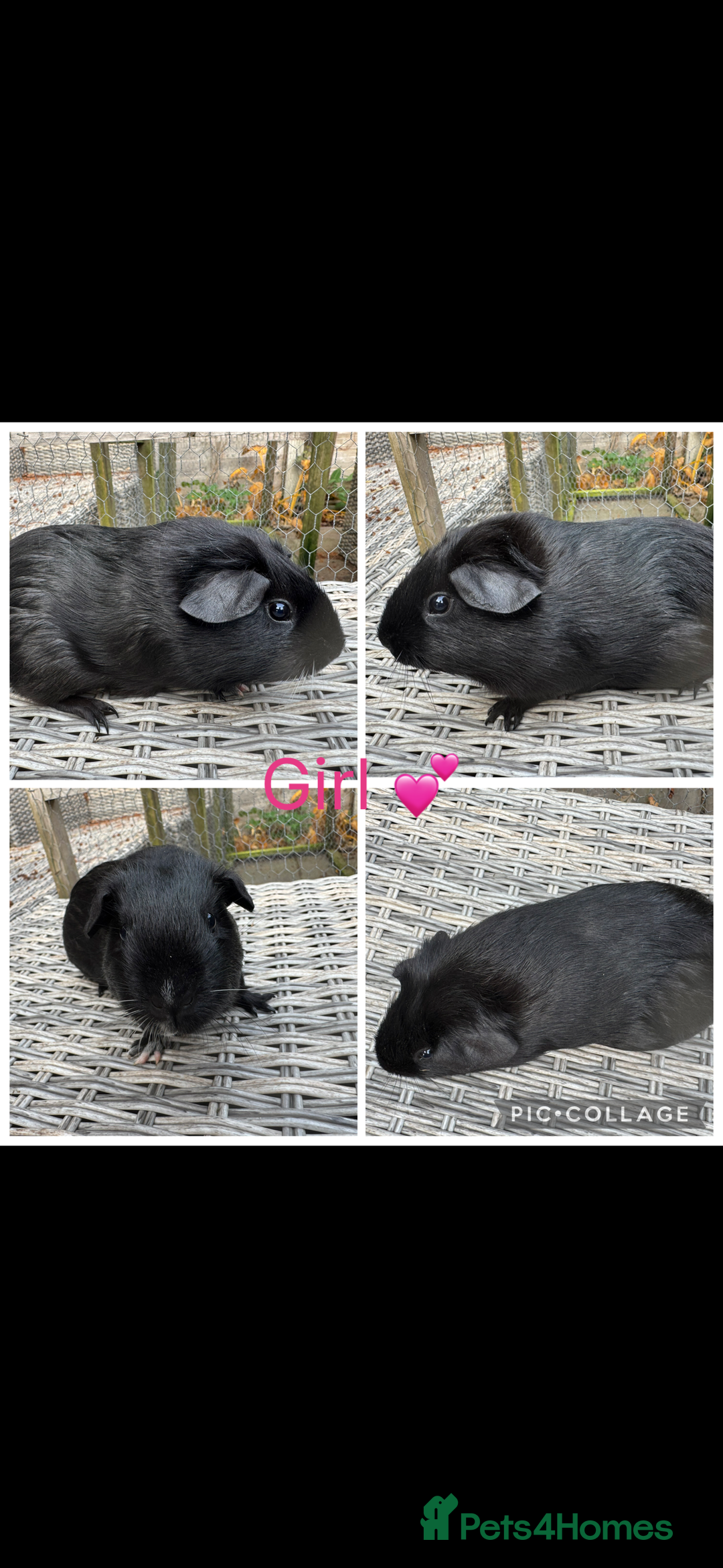 Guinea Pig rodents for sale: Mixture of Girl & Boy piggy’s looking for new laps - Advert 8