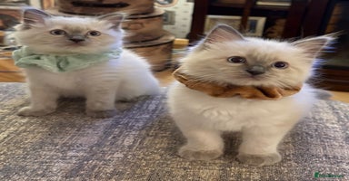 Ragdoll cats - Advert 15