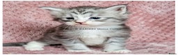 Maine Coon cats for sale: QUALITY TICA Registered Shaded,Shell ACTIVE - Advert 10