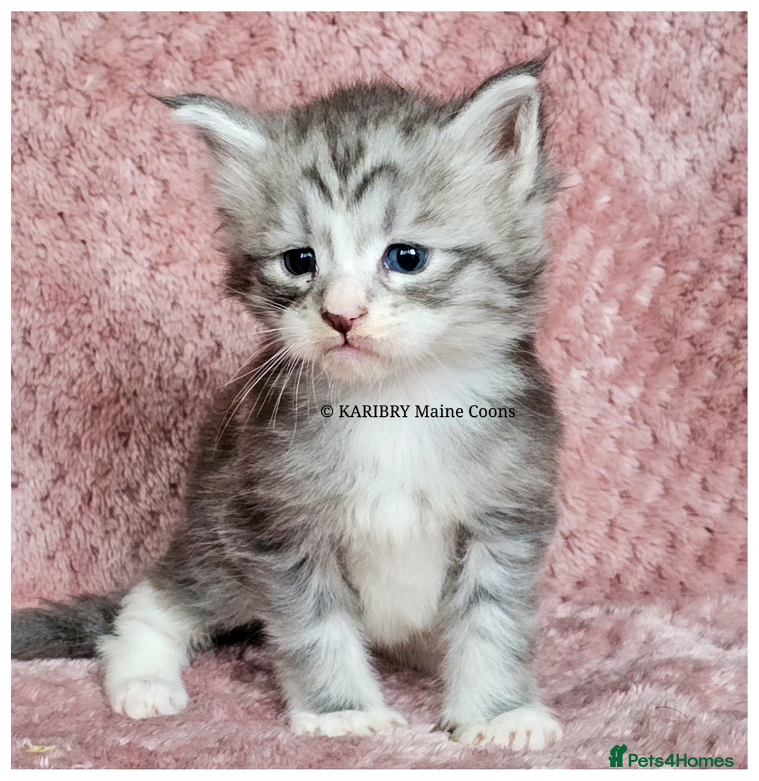 Maine Coon cats for sale: QUALITY TICA Registered Shaded,Shell ACTIVE - Advert 10