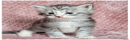 Maine Coon cats for sale: ACTIVE TICA Registered Shaded & Shaded lines - Advert 8