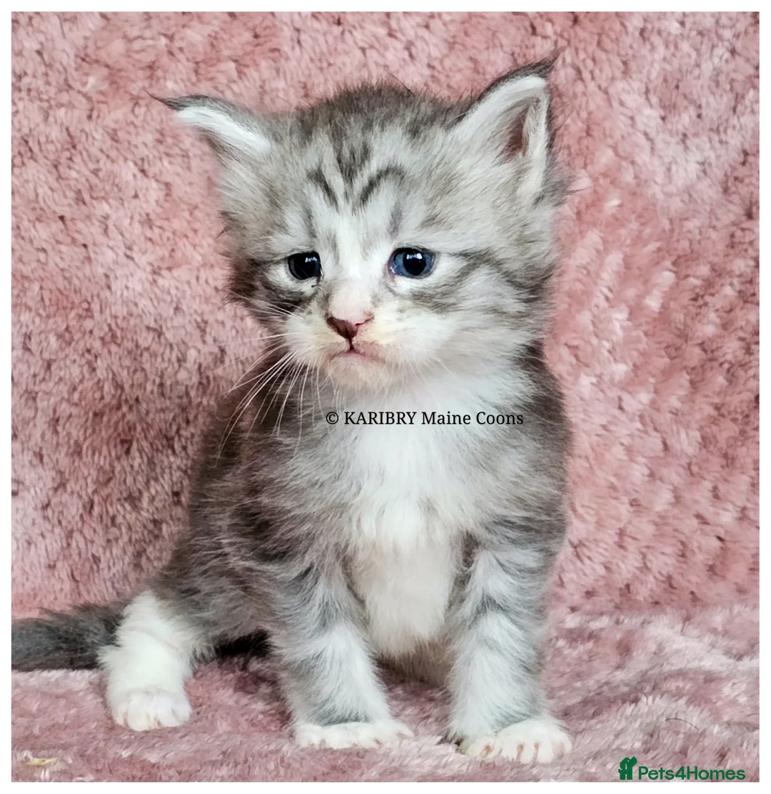 Maine Coon cats for sale: ACTIVE TICA Registered Shaded & Shaded lines - Advert 8