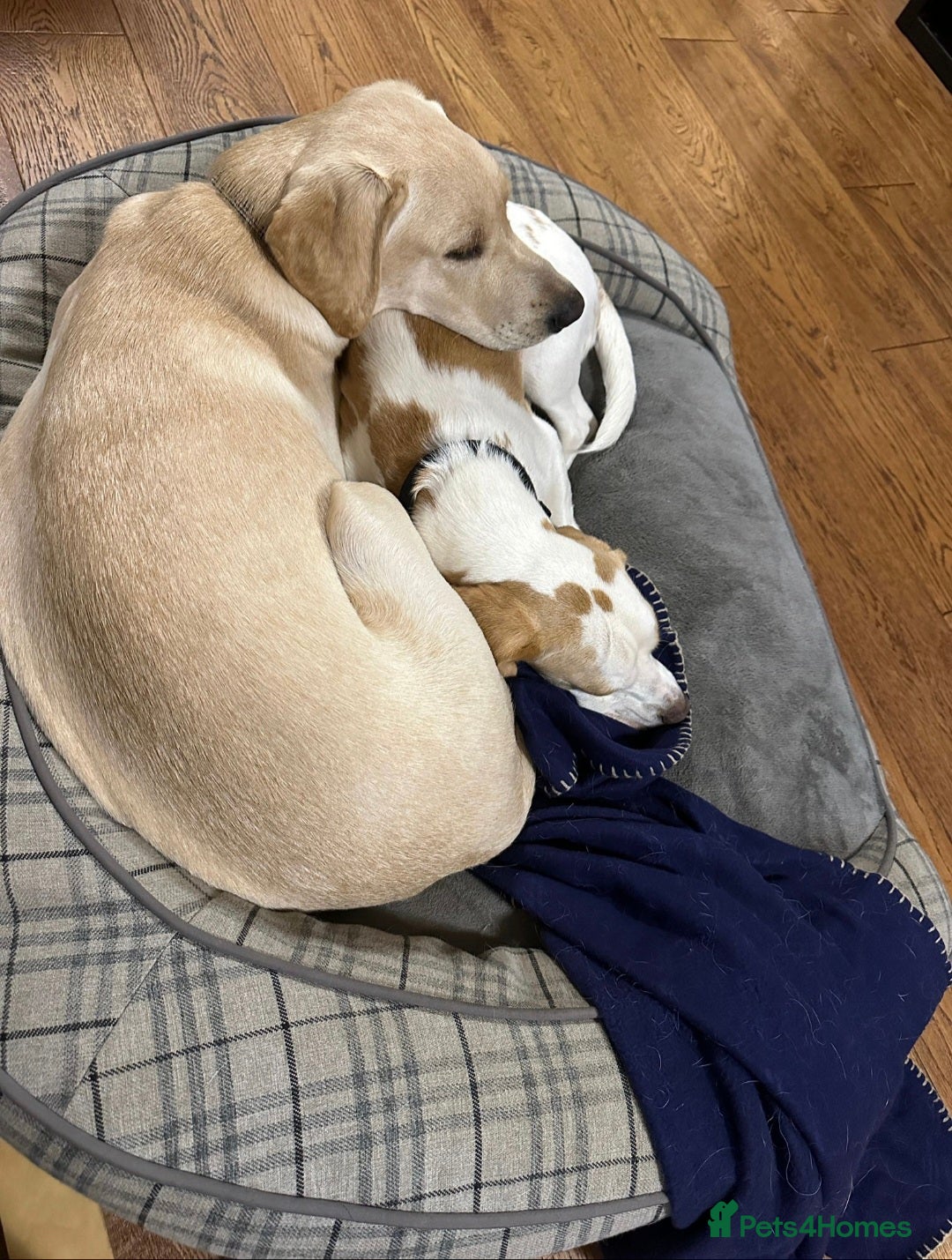 Labrador Retriever dogs for stud: Proven KC Reg, Healthy Friendly Labrador for Stud - Advert 4