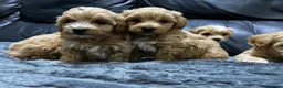Maltipoo dogs for sale: ❤️🐶 Beautiful maltipoo litter 🐶❤️ - Advert 4