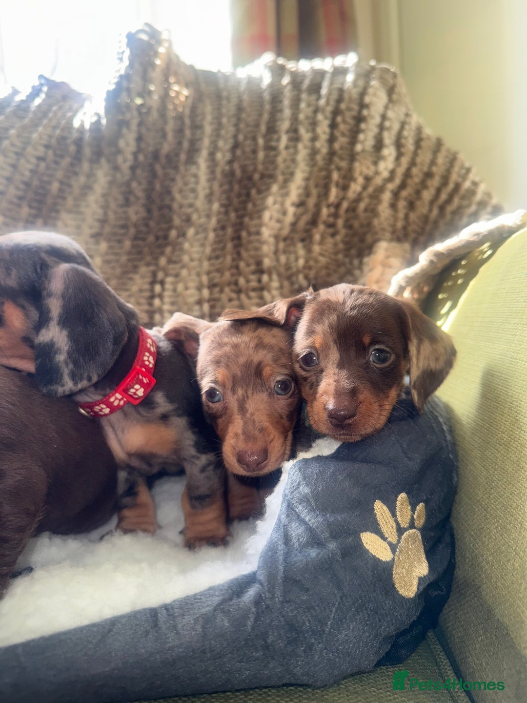 Miniature Dachshund dogs for sale: True miniature smooth coat dachshund puppies  - Image 5