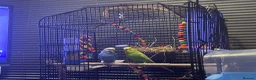 Budgerigars birds for sale: Two bonded budgies for sale! in Preston - Advert 2