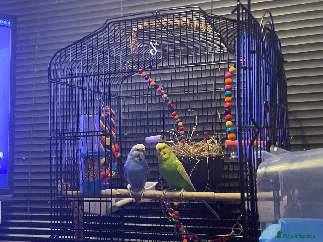 Budgerigars birds for sale: Two bonded budgies for sale! in Preston - Advert 2