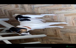 Jack Russell dogs for sale: Russle - Image 3