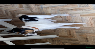 Jack Russell dogs - Advert 5