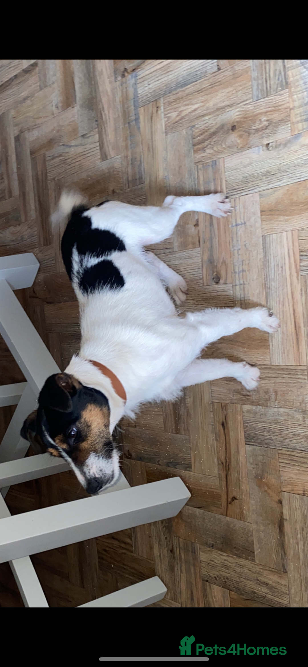 Jack Russell dogs for sale: Russle - Image 3