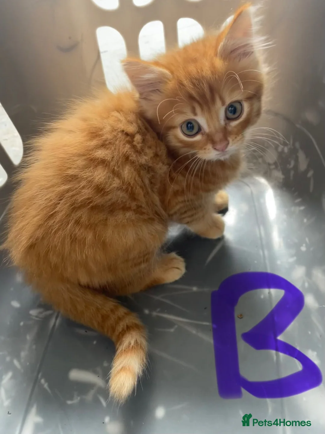Mixed Breed cats for sale: Farm kittens in Launceston - Advert 4