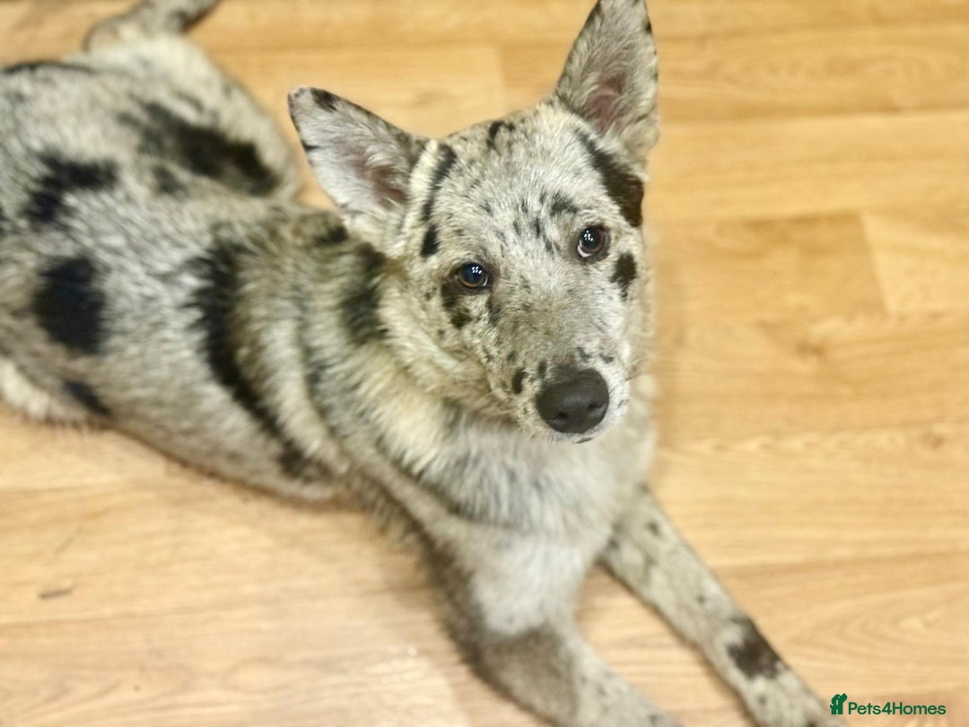 Mixed Breed dogs for adoption: 💙🐶 NICK(9 month) & ❤️🐶 MAILY (1 year)  - Advert 5