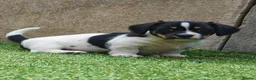 Mixed Breed dogs for sale: Mauxie ( Miniature Dachshund X Maltese )  in Gainsborough - Advert 6