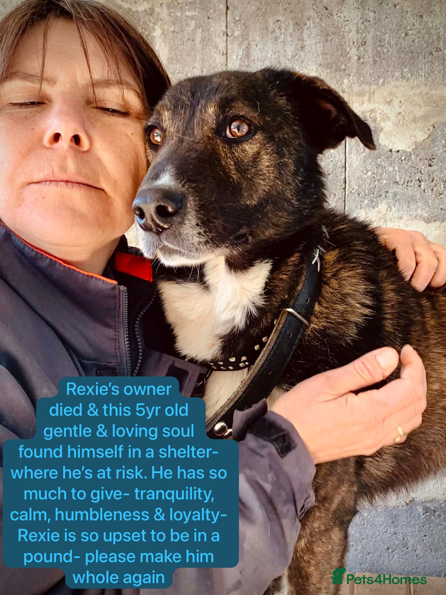 Mixed Breed dogs Rexie, 5 yrs approx. Available for adoption. - Advert 1