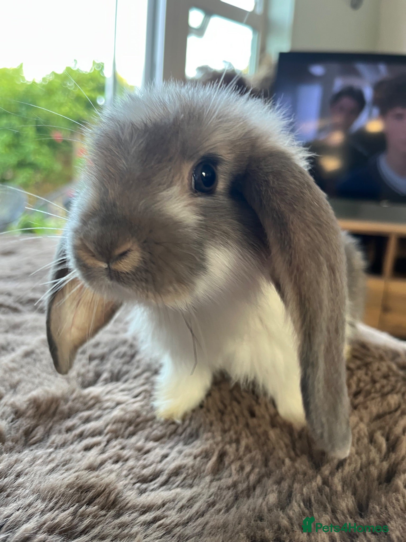 Mini Lop rabbits Mini Lops Ready to Leave  - Advert 2