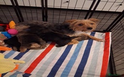 Mixed Breed dogs for sale: Yorkshire Terrier x Pomeranian Puppys - Advert 1