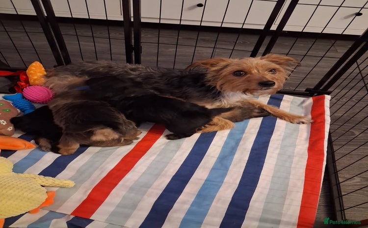 Mixed Breed dogs Yorkshire Terrier x Pomeranian Puppys - Advert 4