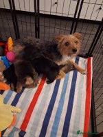 Mixed Breed dogs Yorkshire Terrier x Pomeranian Puppys - Advert 12