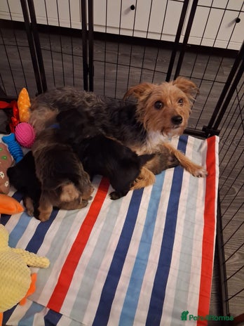 Mixed Breed dogs Yorkshire Terrier x Pomeranian Puppys - Advert 1