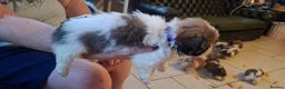 Mixed Breed dogs for sale: Shih-Tzu X puppies in Wisbech - Advert 11