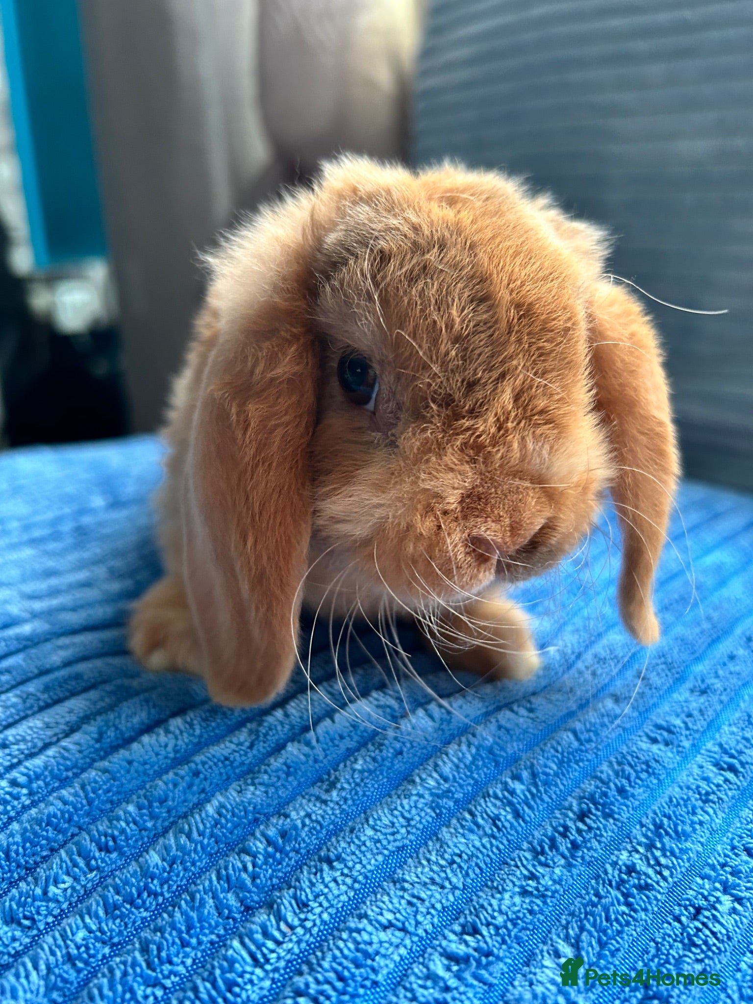 Mini Lop rabbits 🦋Pure Breed Mini plush lop 🦋 - Advert 2
