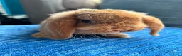 Mini Lop rabbits for sale: 🦋Pure Breed Mini plush lop 🦋 in Halstead - Advert 2